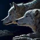 Wolf 4K Wallpaper icon