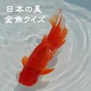 日本の美・金魚クイズ王決定戦 APK