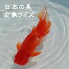 日本の美・金魚クイズ王決定戦 icône