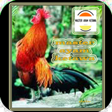 MASTER AYAM KETAWA JUARA icon