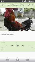 MASTER AYAM KETAWA JUARA capture d'écran 2