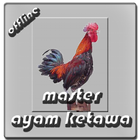 Master Ayam Ketawa Offline icône