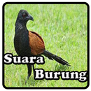 Kicau Bubut APK