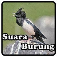 Kicau Jalak Mawar পোস্টার