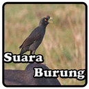 Kicau Jalak Kerbau APK