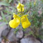 Flores silvestres para el amor simgesi