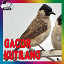 Master Burung Kutilang Gacor APK