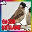 Master Burung Kutilang Gacor