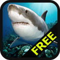 Shark Survivor