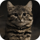 Cat Wallpapers Free HD أيقونة