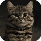 Cat Wallpapers Free HD icono