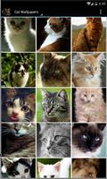 Cat Wallpapers Free HD Affiche