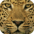 Leopard Wallpapers Free HD icône