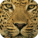 Leopard Wallpapers Free HD APK