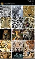 Leopard Wallpapers Free HD Affiche
