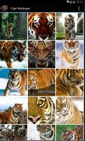 Tiger Wallpapers Lite Affiche