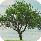 Tree Wallpapers Free HD icon