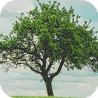 Tree Wallpapers Free HD আইকন