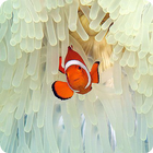 Icona Amazing Sea Pictures For Kids