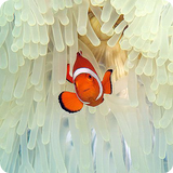 Amazing Sea Pictures For Kids icône