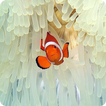 Amazing Sea Pictures For Kids