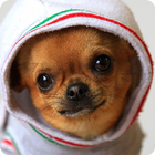 Cute Puppy Pictures For kids icône