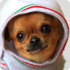 Cute Puppy Pictures For kids icono