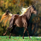 Runing Horse Live Wallpaper أيقونة