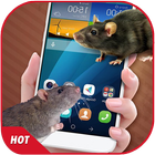 Mouse On Screen Scary Prank & Mouse in Phone Joke icono