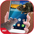 Mouse On Screen Scary Prank & Mouse in Phone Joke icône