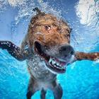 Dog Swimming Race 3D icon