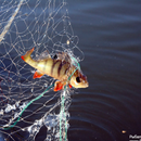 Рыбалка ловить сетями-APK