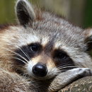 APK raccoon wallpapers