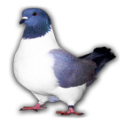 Races de pigeon icône