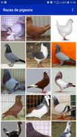 Races de pigeon Affiche