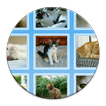 Cats Collection