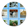Cats Collection