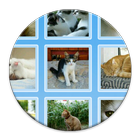 Cats Collection icon