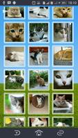 Cats Collection poster