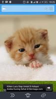 Cats Collection screenshot 1
