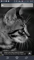 Cats Collection screenshot 2