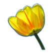 Flowers Collection
