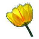 APK Flowers Collection