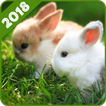 Rabbit Wallpaper