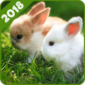 Rabbit Wallpaper
