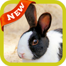 Rabbit Wallpaper APK