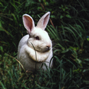 APK Rabbit Wallpapers 4K