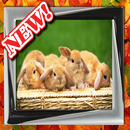 Cute Rabbit Picture APK