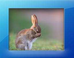 Cute Rabbit Picture Affiche