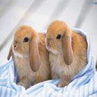 Rabbit Babys Glitter Effects icône